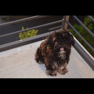 Meet your Posher, Annie